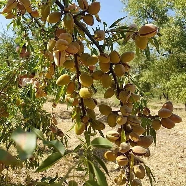 نهال بادام کاغذی فرانسه