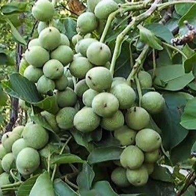 نهال گردو فرنور 2 ساله