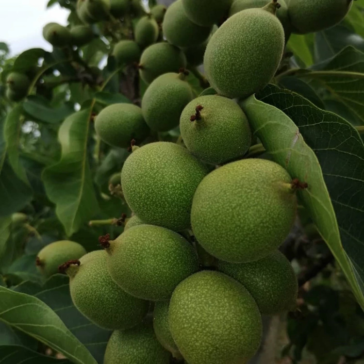 نهال گردو ژنوتیپ 9کانادایی