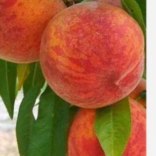نهال هلو زعفرانی دو ساله