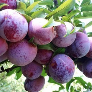 نهال آلو شابلون 2 ساله