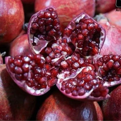 نهال انار واندرفول 2 ساله