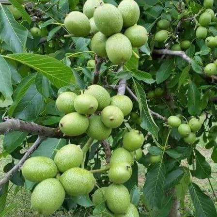 نهال گردو خوشه ای