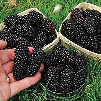 نهال شاه توت ضمانتی 2 ساله