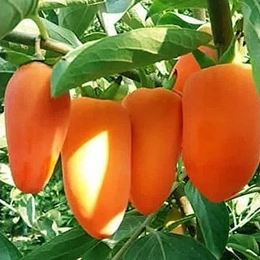 نهال خرمالو موزی 2ساله