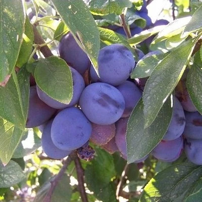 نهال آلو بخارا 2 ساله