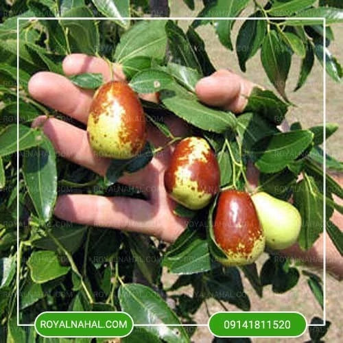 نهال عناب پیوندی تاجیکی