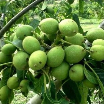 نهال گردو ژنوتیپ برتر 7