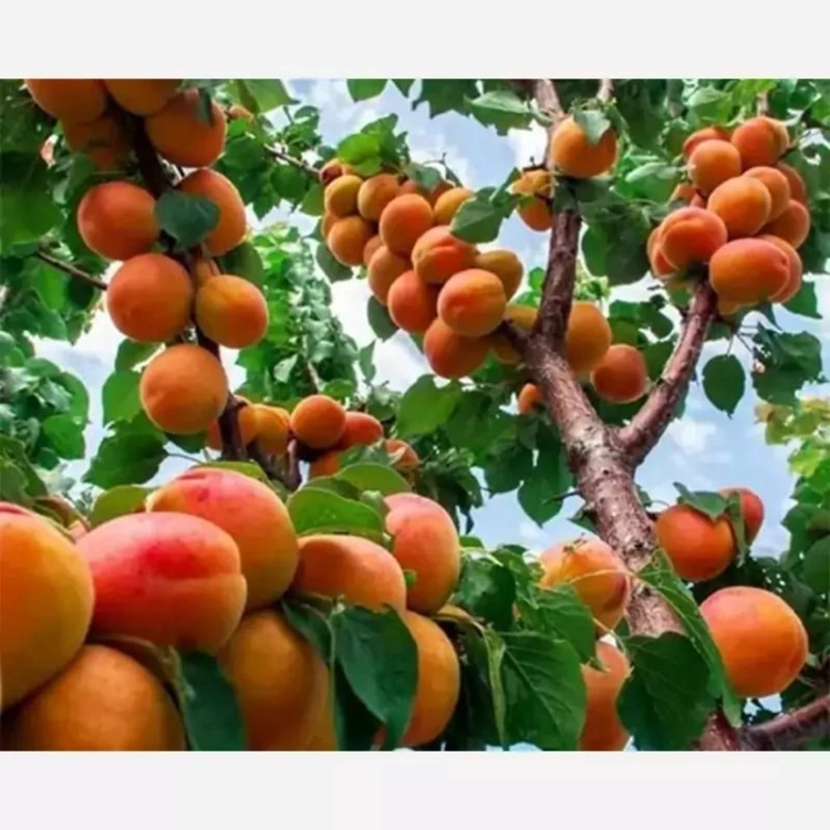 نهال زردآلو عسگرآبادی