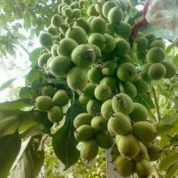 نهال گردو چندلر 2ساله