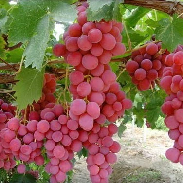 نهال انگور ردکلوب 2ساله