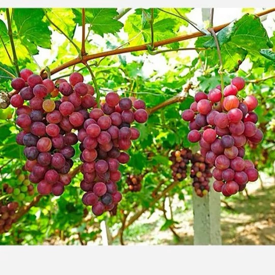 نهال انگور یاقوتی 2ساله