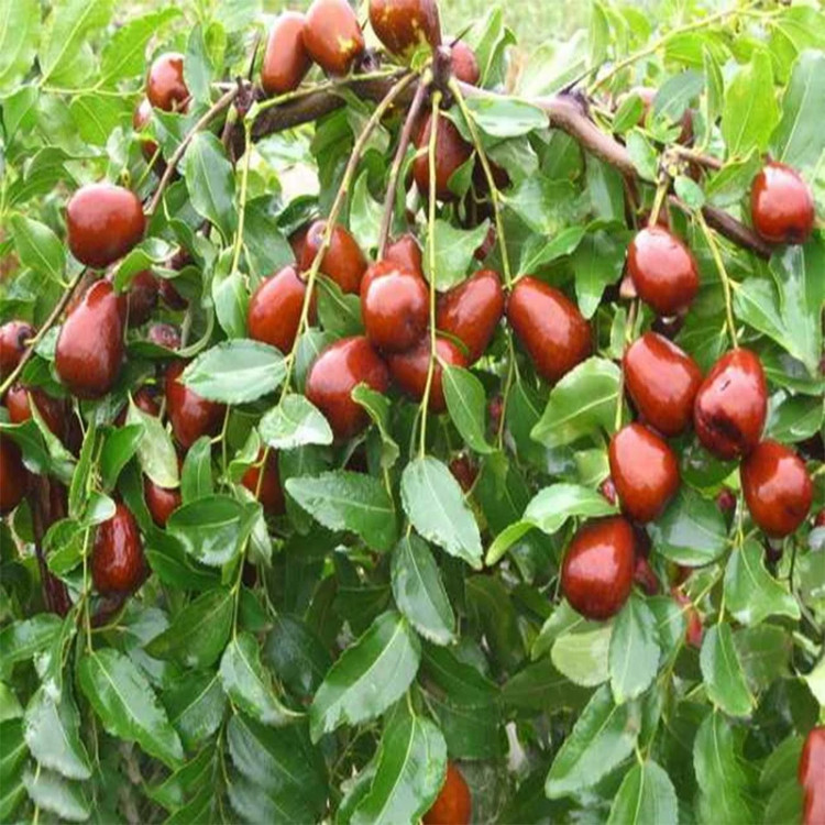 نهال عناب پیوندی اوکراینی