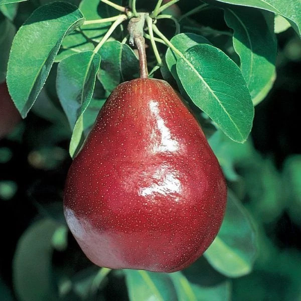 نهال گلابی ردآنجو 2ساله