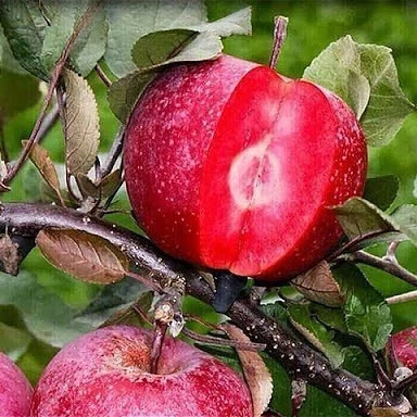 نهال سیب خونی 2 ساله