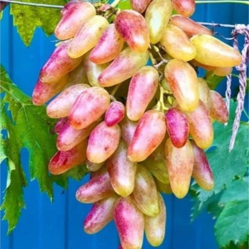 نهال انگور شصت عروسی