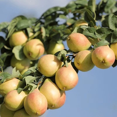 نهال گلابی بیروتی 2ساله