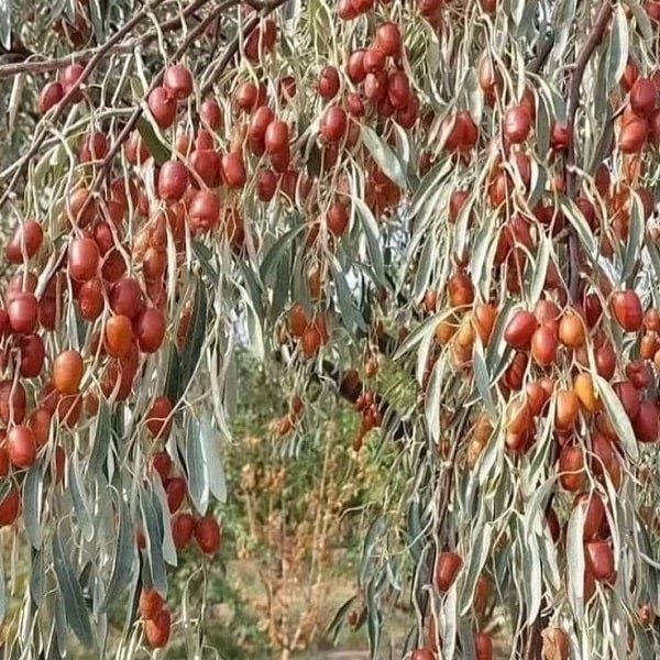 نهال سنجد حاج حسینی