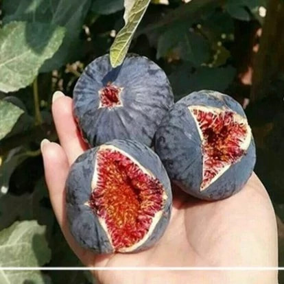 نهال انجیر سیاه دو ساله