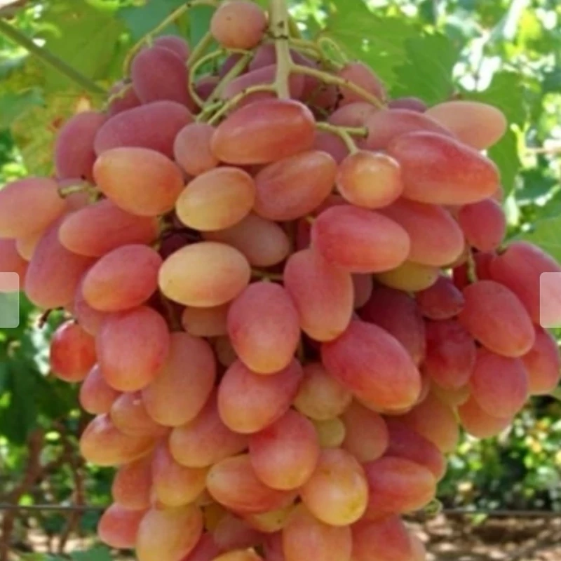 نهال انگور فخری 2 ساله
