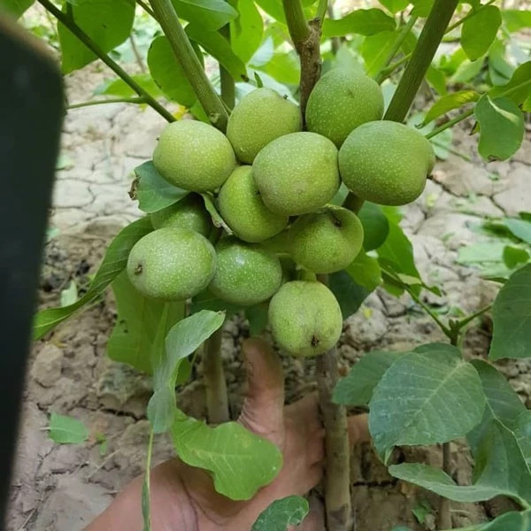 نهال گردو ژنوتپ برتر