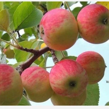 نهال سیب گلاب 2 ساله