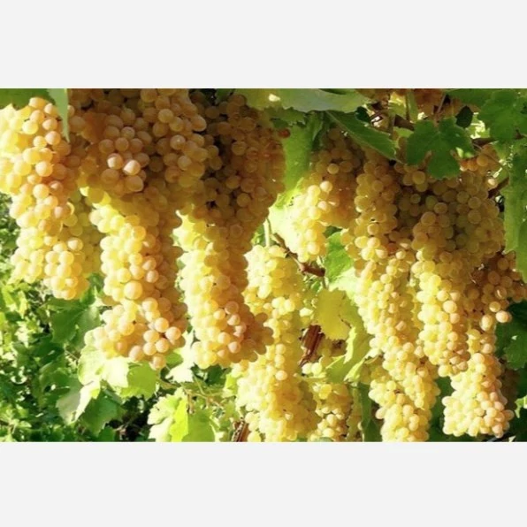 نهال انگور سفید بیدانه