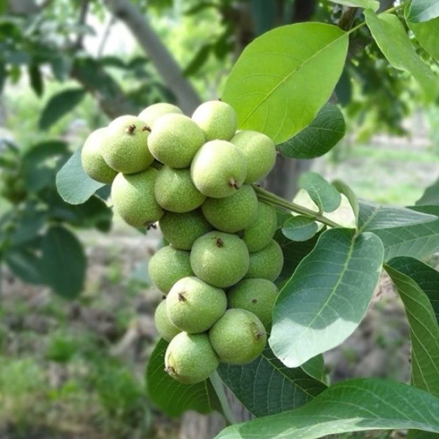 نهال گردو چندلر پیوندی