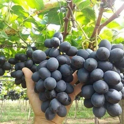 نهال انگور فرانسوی 2 ساله