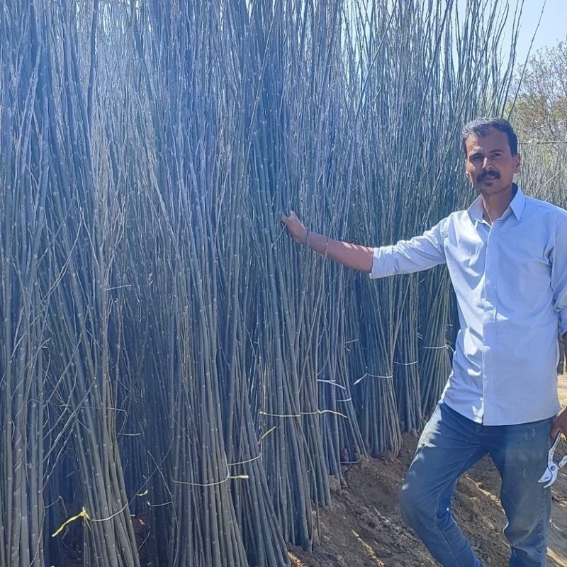 نهال کبوده یا سپیدار 1/5 متری