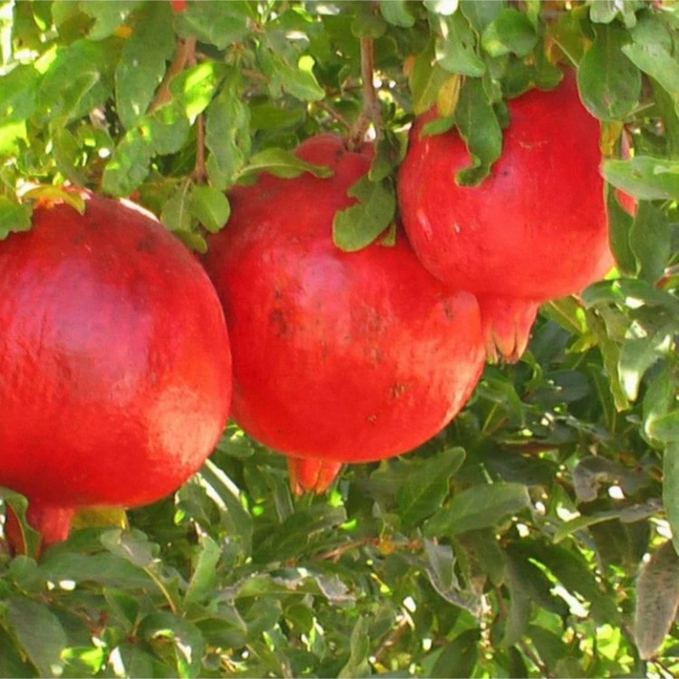نهال انار ملس 2 ساله