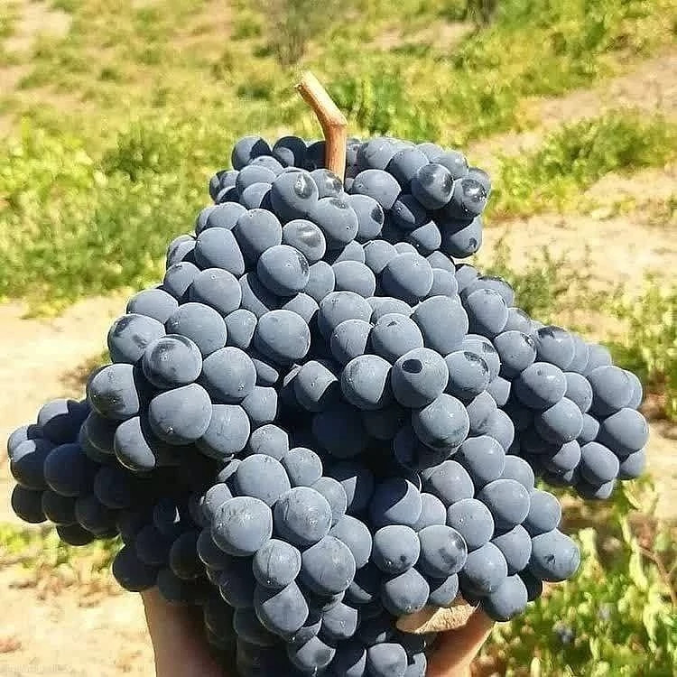 نهال انگور سردشت 2 ساله