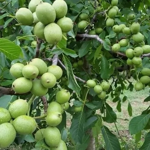 نهال گردو پیوندی فرنور دوساله