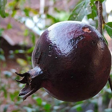نهال انار سیاه 2ساله