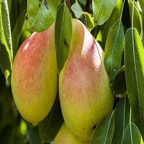 نهال گلابی پرتقالی 2 ساله