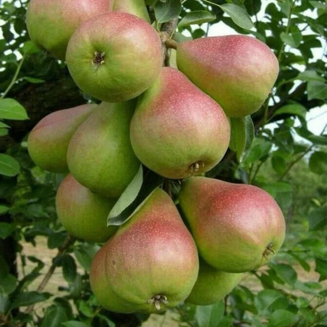 نهال گلابی کوشیا 2 ساله