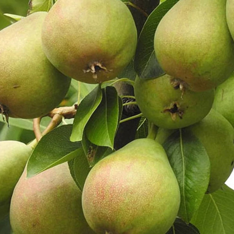 نهال گلابی دوشیز 2 ساله