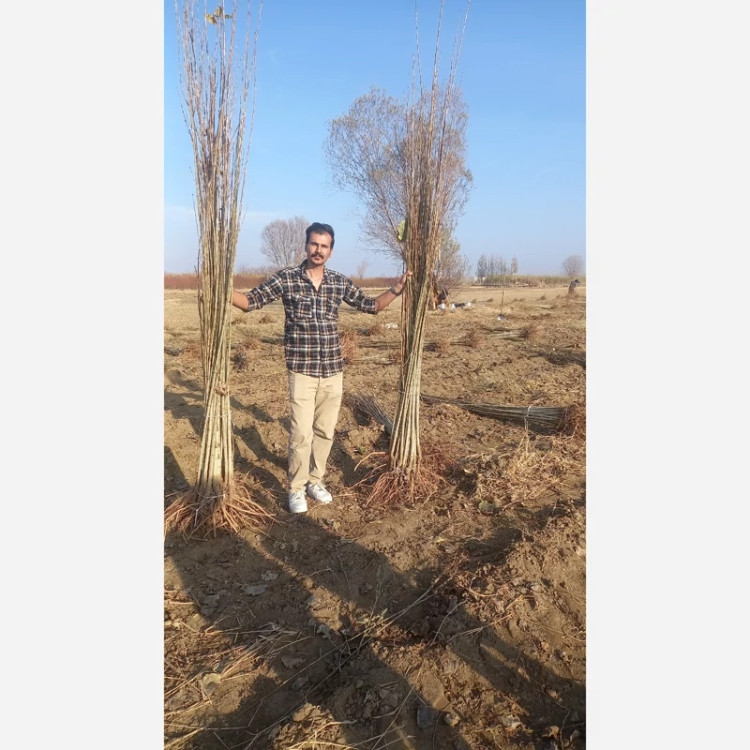 نهال صنوبر نیگرا ترکیه 2 ساله 2الی 3متری