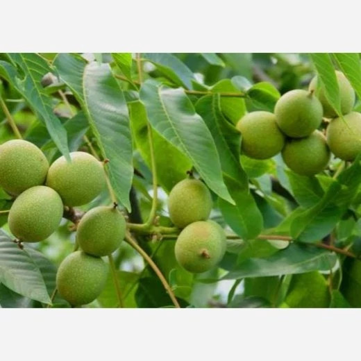 نهال گردو ژنوتیپ پیوندی