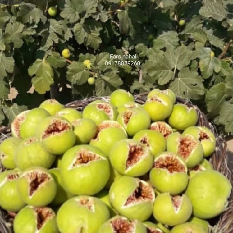 نهال انجیر زرد