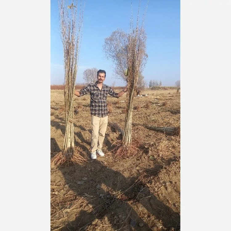 صنوبر نیگرای ترکیه 3 الی 4 متری