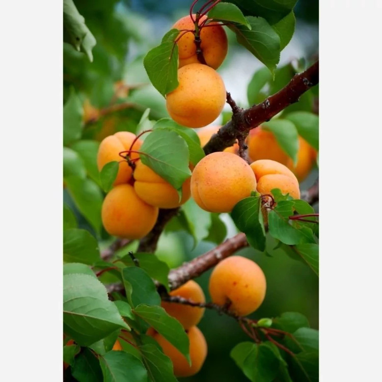 نهال زردآلو سلطنتی