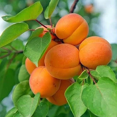 نهال زردآلوی پرتقالی