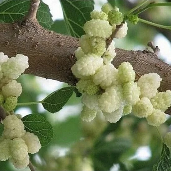 نهال توت هرات 2 ساله