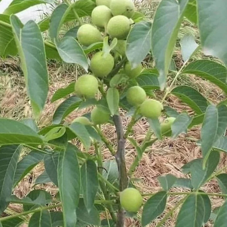 نهال گردو چندلر کاغذی پس کرایه