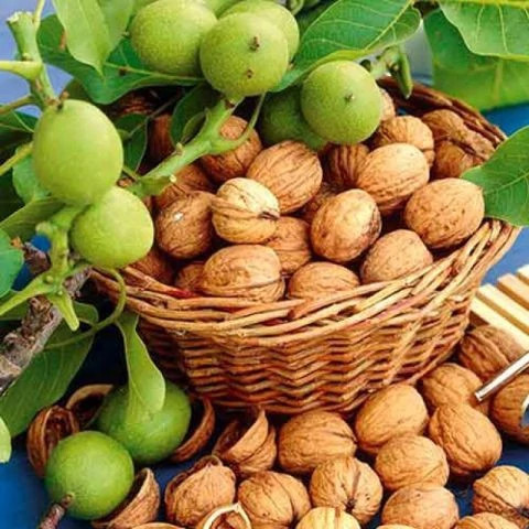 نهال گردو چندلر کاغذی پس کرایه
