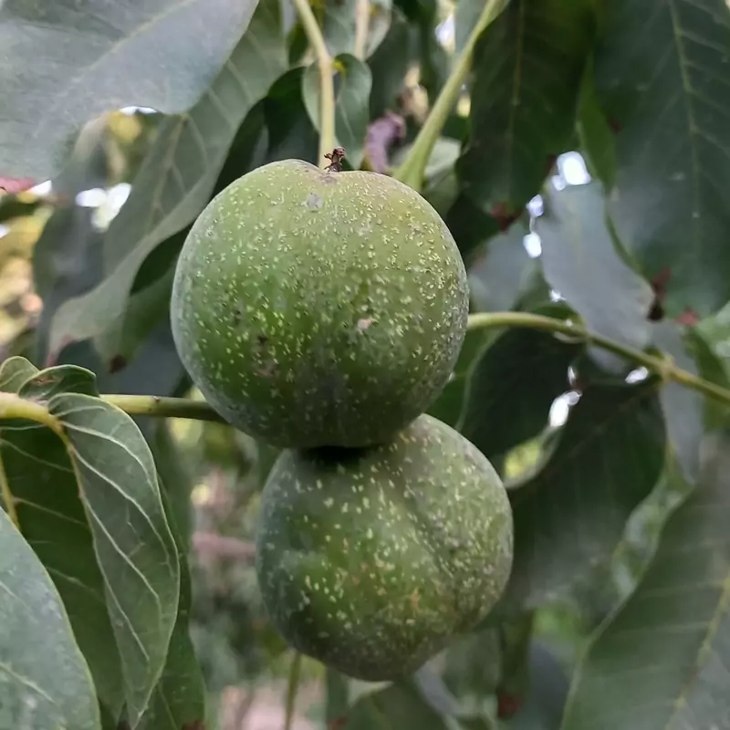 نهال گردو فرنور پی کرایه
