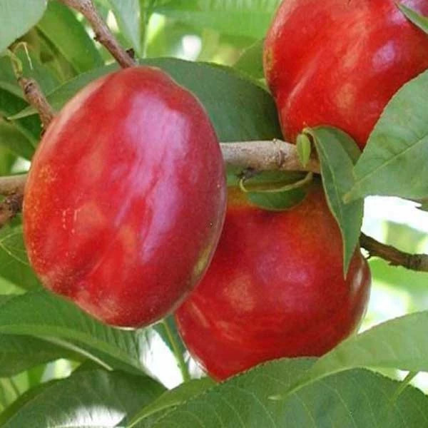 نهال شلیل مغان پس کرایه