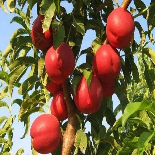 نهال شلیل مغان پس کرایه