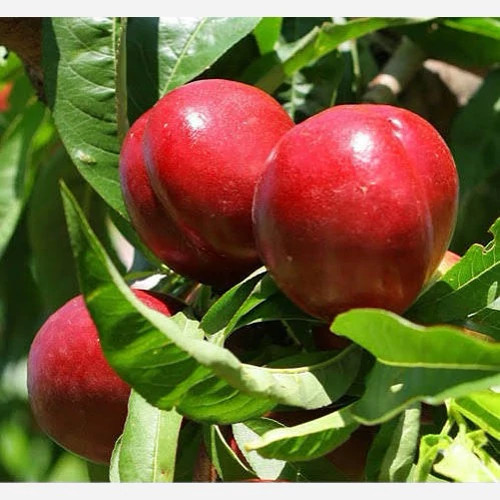 نهال شلیل مغان پس کرایه